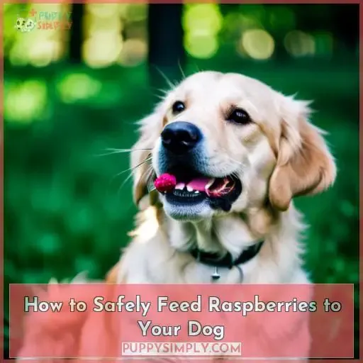 How to Safely Feed Raspberries to Your Dog