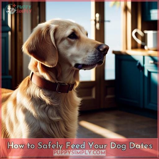 How to Safely Feed Your Dog Dates