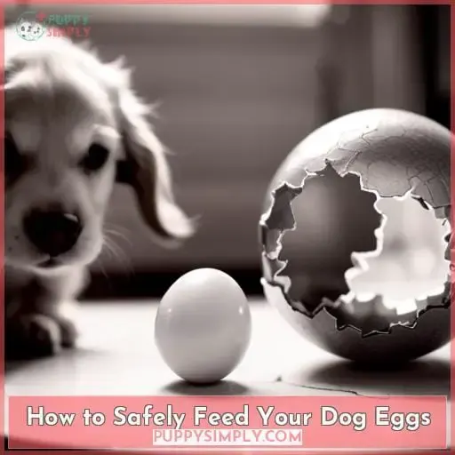 How to Safely Feed Your Dog Eggs