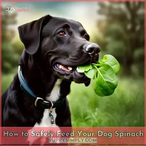 How to Safely Feed Your Dog Spinach