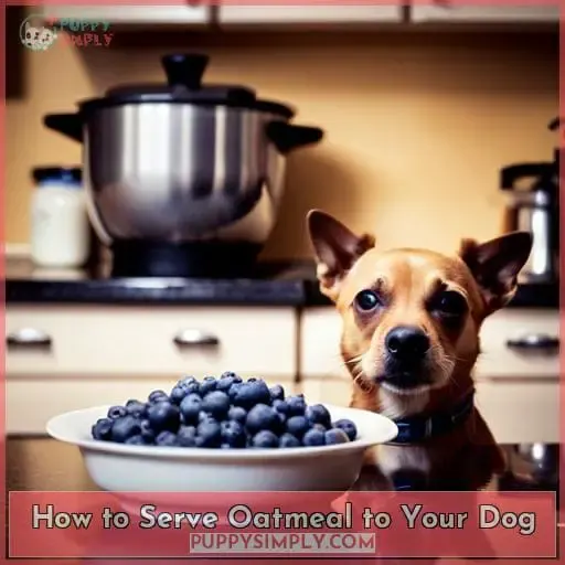 How to Serve Oatmeal to Your Dog
