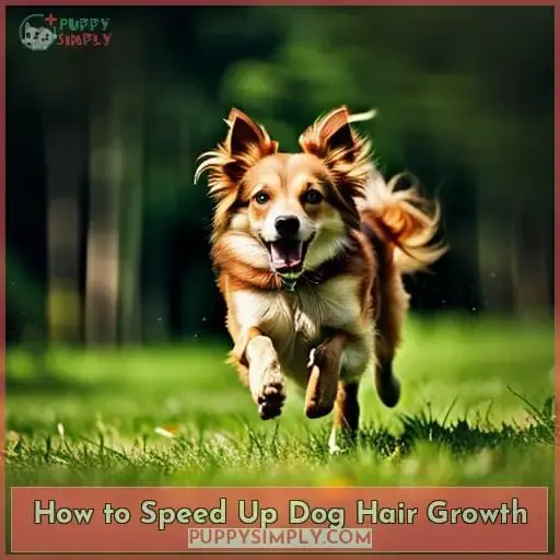How to Speed Up Dog Hair Growth