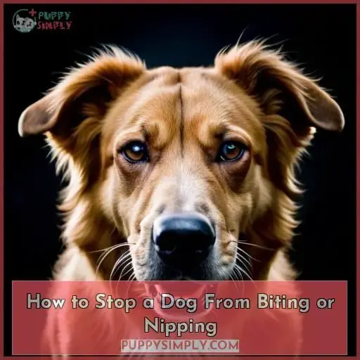 How to Stop a Dog From Biting or Nipping