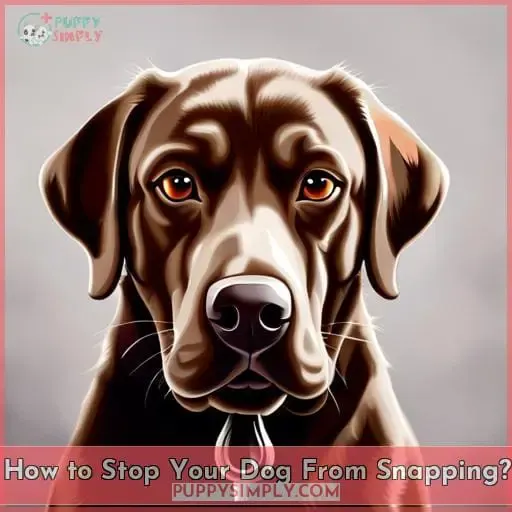 How to Stop Your Dog From Snapping