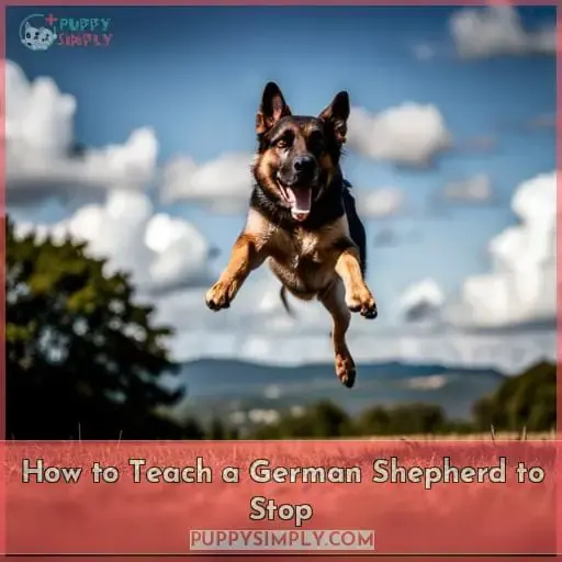 How to Teach a German Shepherd to Stop