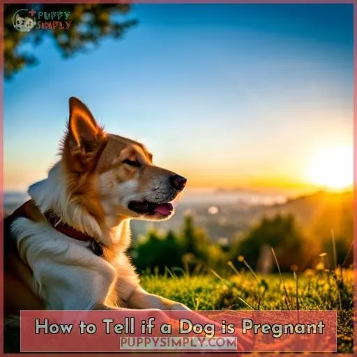 How to Tell if a Dog is Pregnant