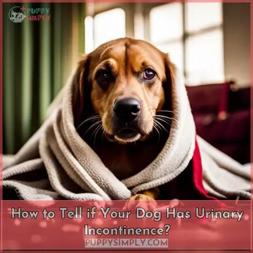 How to Tell if Your Dog Has Urinary Incontinence?