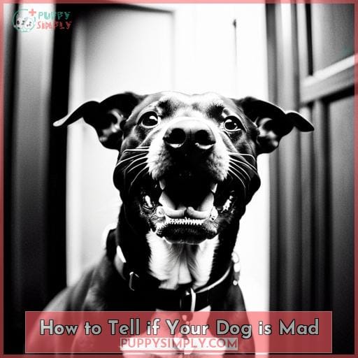 How to Tell if Your Dog is Mad How to Tell if Your Dog is Mad