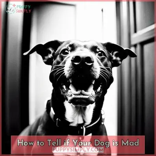 How to Tell if Your Dog is Mad