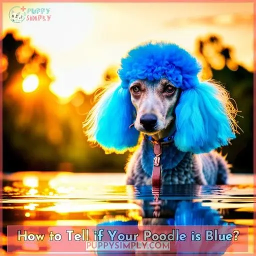 How to Tell if Your Poodle is Blue?