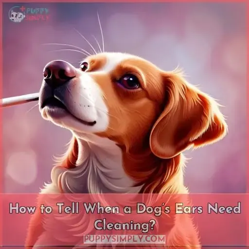 How to Tell When a Dog’s Ears Need Cleaning?