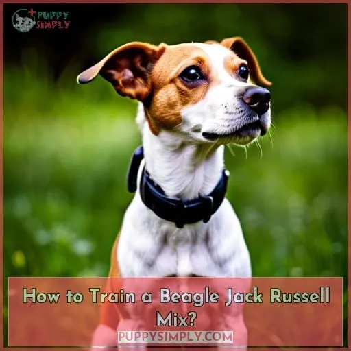 How to Train a Beagle Jack Russell Mix?