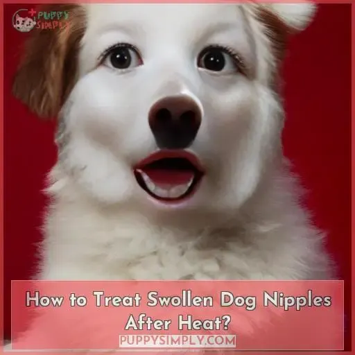 How to Treat Swollen Dog Nipples After Heat?