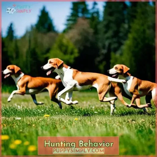 Hunting Behavior