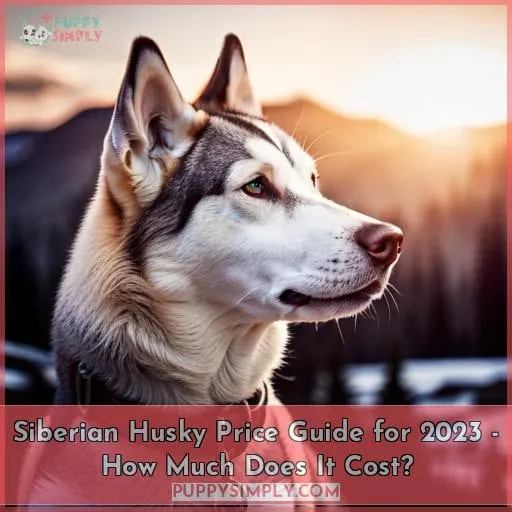 Siberian Husky Price Guide for 2023 - How Much Does it Cost?