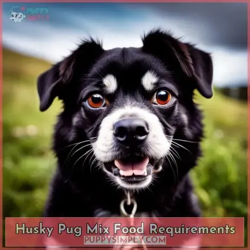 Husky Pug Mix Food Requirements