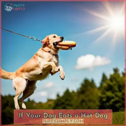 If Your Dog Eats a Hot Dog
