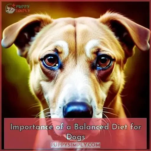 Importance of a Balanced Diet for Dogs