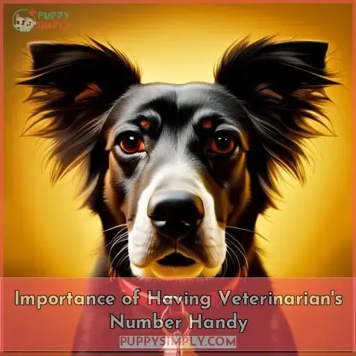 Importance of Having Veterinarian