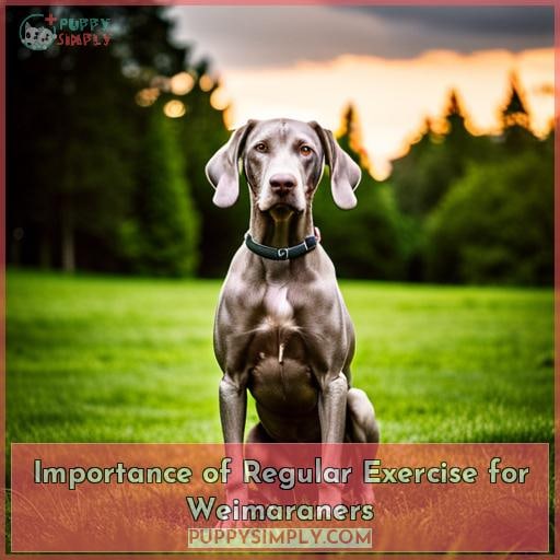 Importance of Regular Exercise for Weimaraners