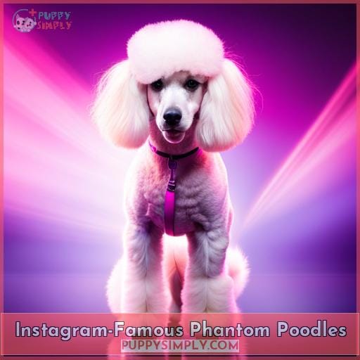 Instagram-Famous Phantom Poodles