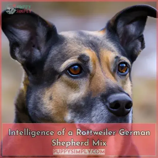 Intelligence of a Rottweiler German Shepherd Mix