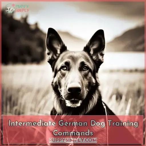 Intermediate German Dog Training Commands