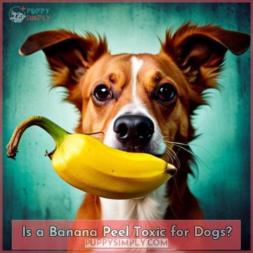 Can Dogs Eat Banana Peel? What You Need to Know Before Feeding