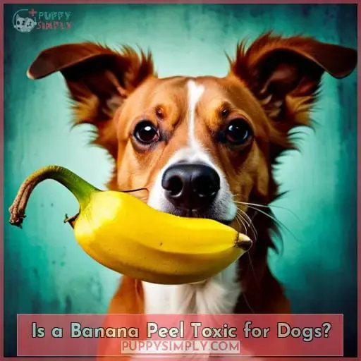 Is a Banana Peel Toxic for Dogs?
