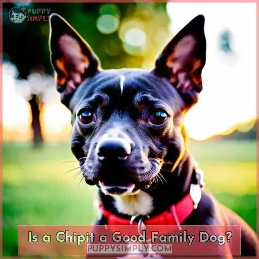 Is a Chipit a Good Family Dog?