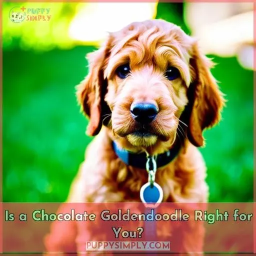 Is a Chocolate Goldendoodle Right for You