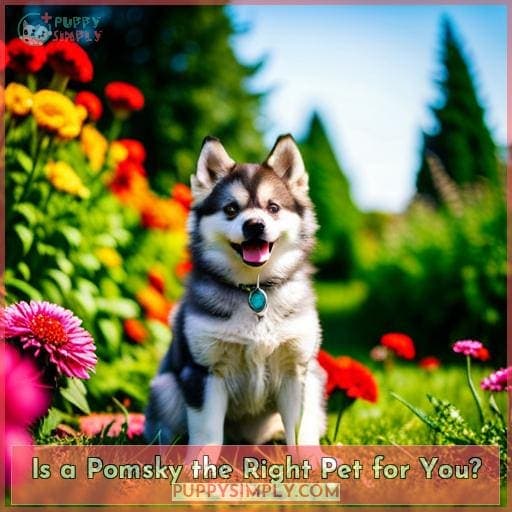 Is a Pomsky the Right Pet for You?