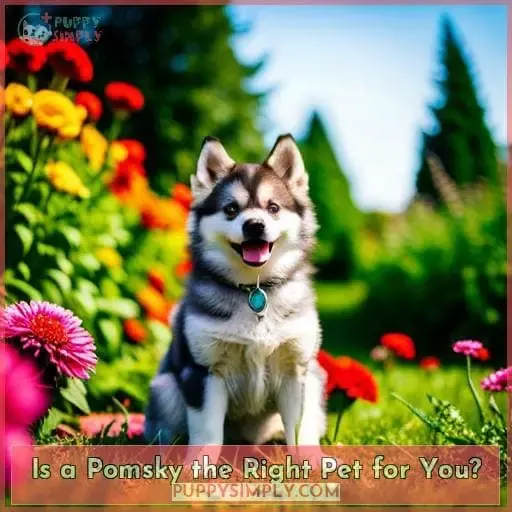Is a Pomsky the Right Pet for You?