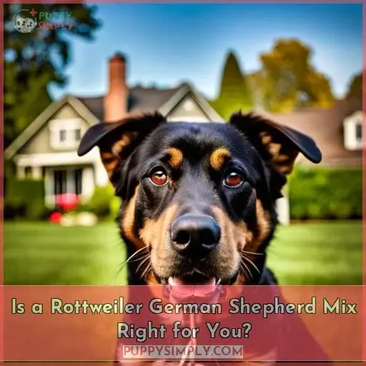 Is a Rottweiler German Shepherd Mix Right for You