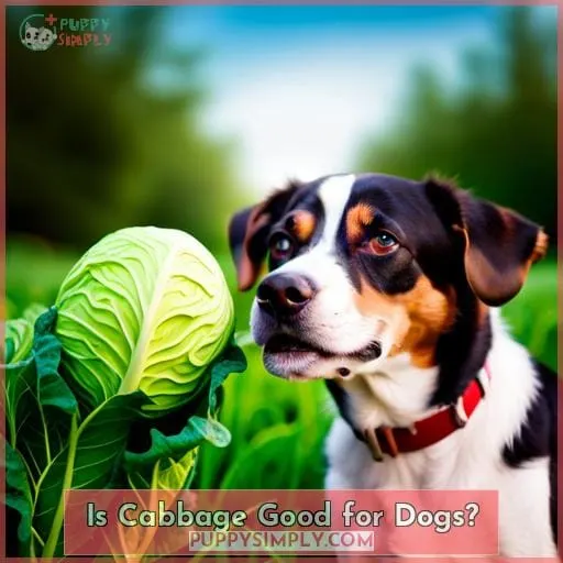 Is Cabbage Good for Dogs?