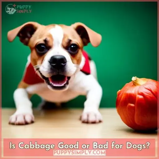 Is Cabbage Good or Bad for Dogs?