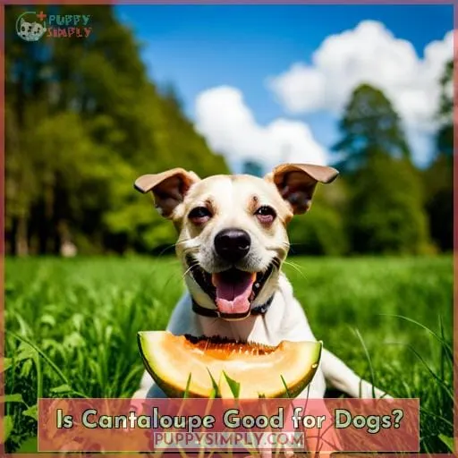 Is Cantaloupe Good for Dogs?