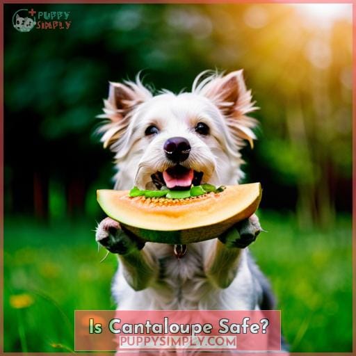 Is Cantaloupe Safe?