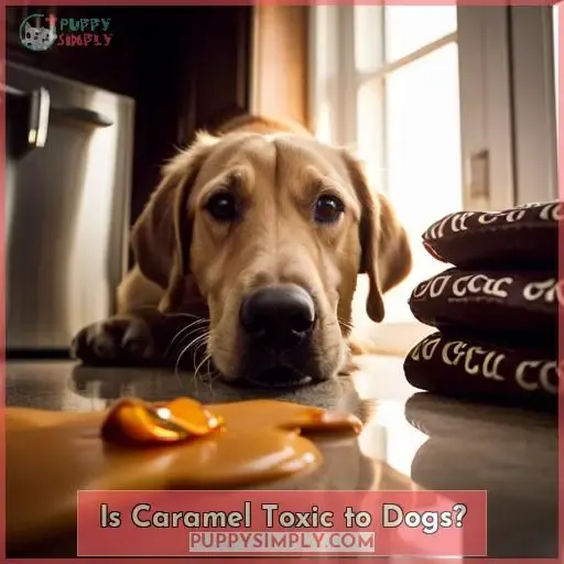 Is Caramel Toxic to Dogs