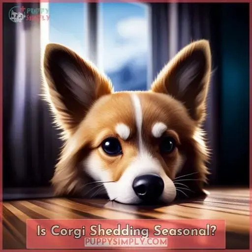 Is Corgi Shedding Seasonal