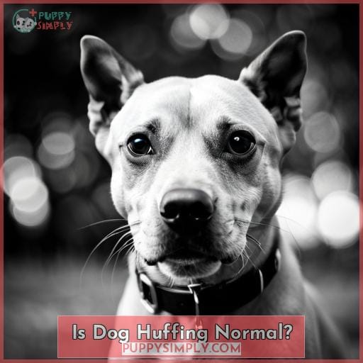 Is Dog Huffing Normal? Is Dog Huffing Normal?