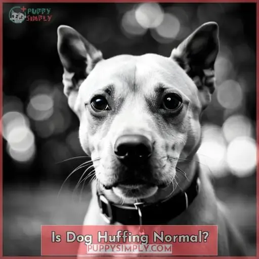 Is Dog Huffing Normal?