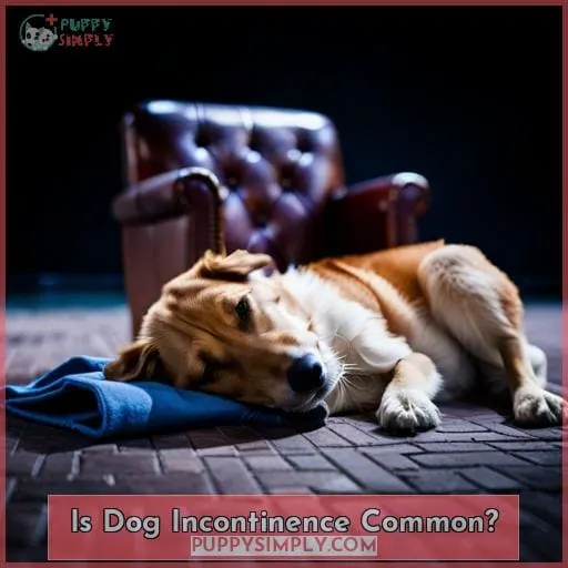 Is Dog Incontinence Common?
