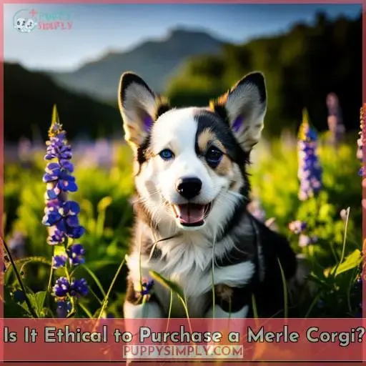 Is It Ethical to Purchase a Merle Corgi