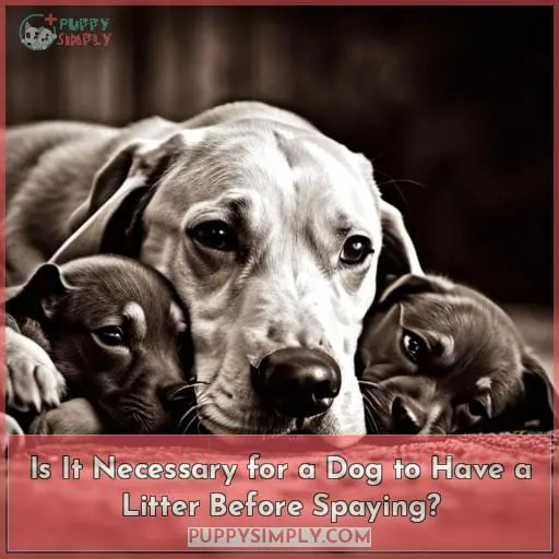 Is It Necessary for a Dog to Have a Litter Before Spaying?