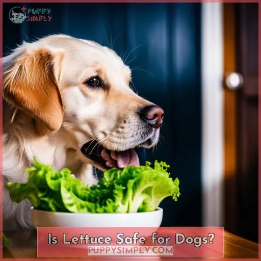 Is Lettuce Safe for Dogs