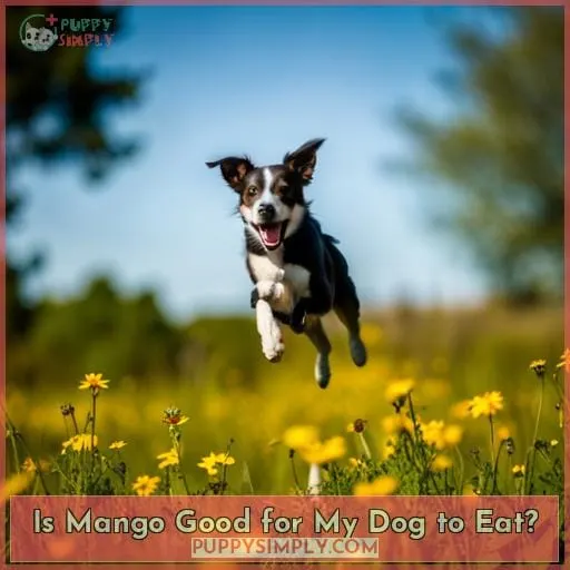 Is Mango Good for My Dog to Eat?