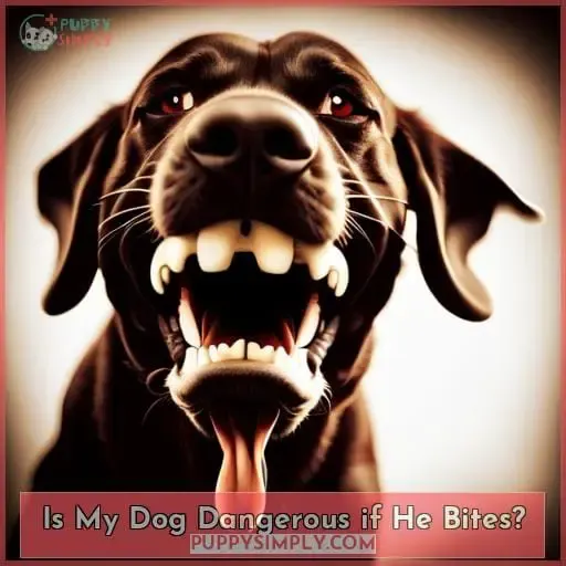 Is My Dog Dangerous if He Bites?