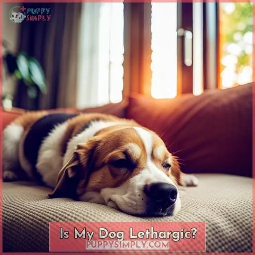 Is My Dog Lethargic?