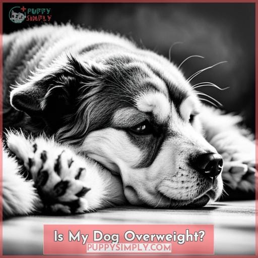 Is My Dog Overweight? Is My Dog Overweight?